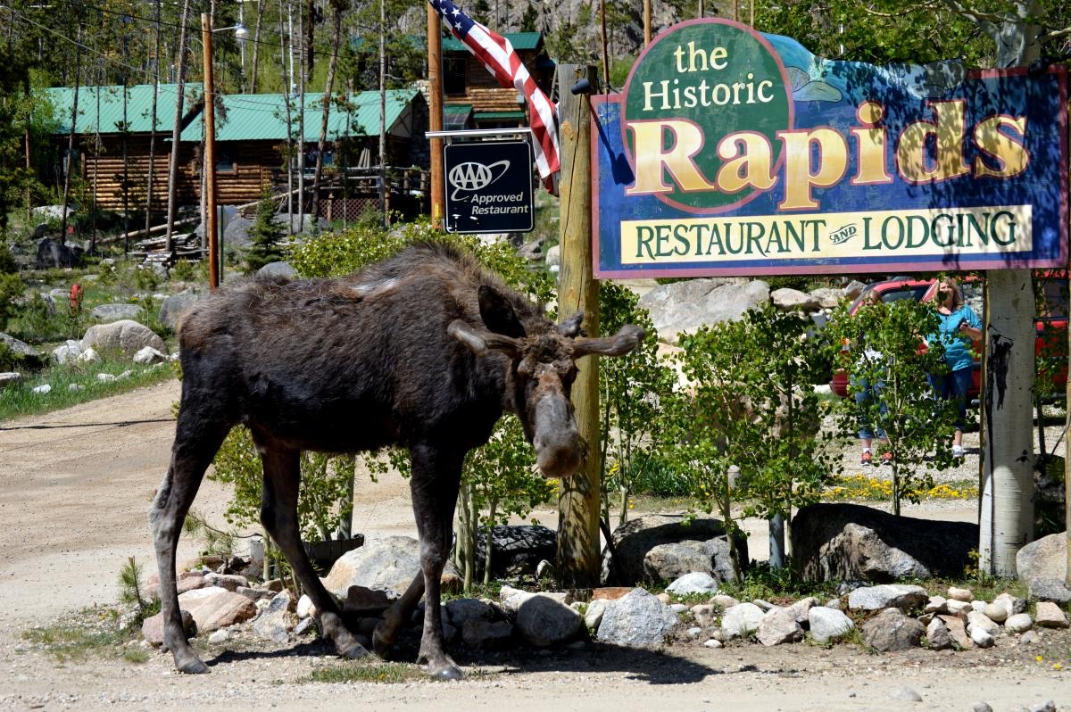 A moose in front of The Rapids Restaurant sign in Grand Lake