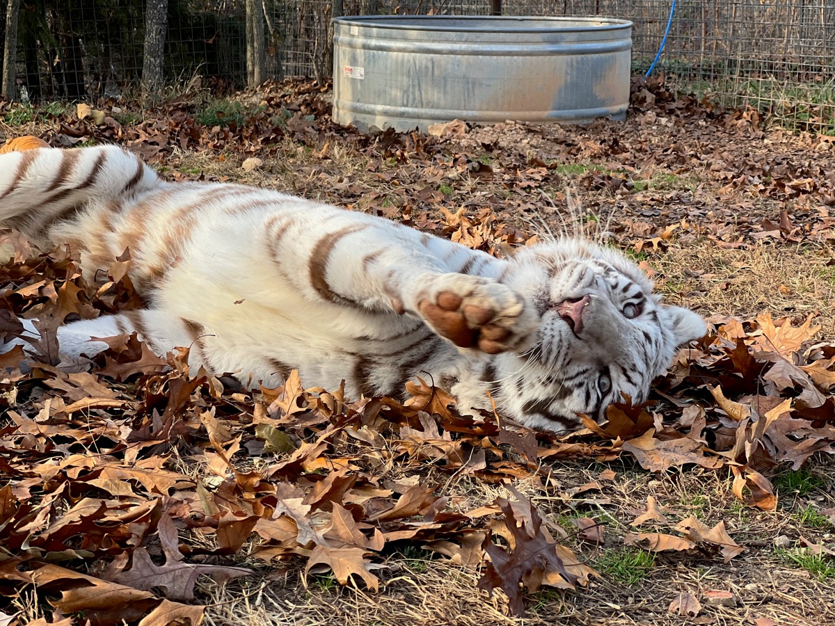 Carma, a resident tiger at National Tiger Sanctuary